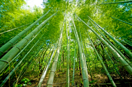 Bamboo Forest